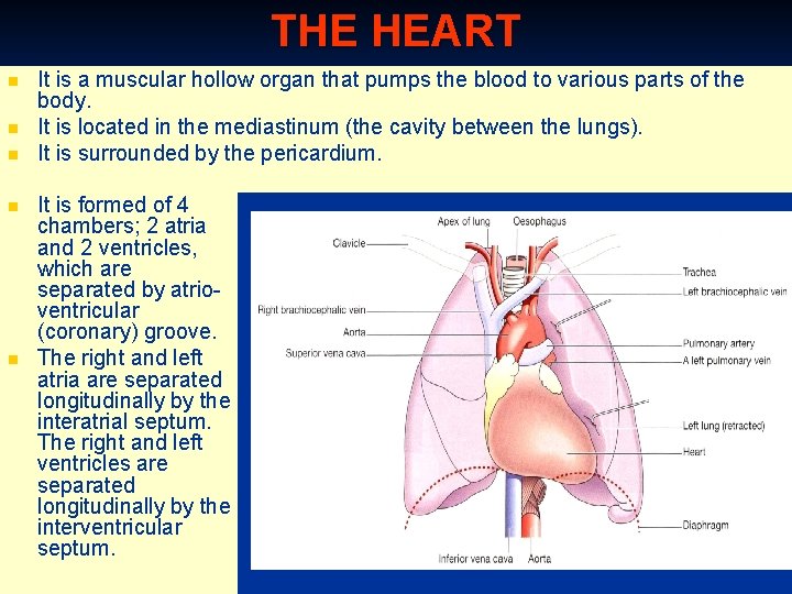 THE HEART n n n It is a muscular hollow organ that pumps the