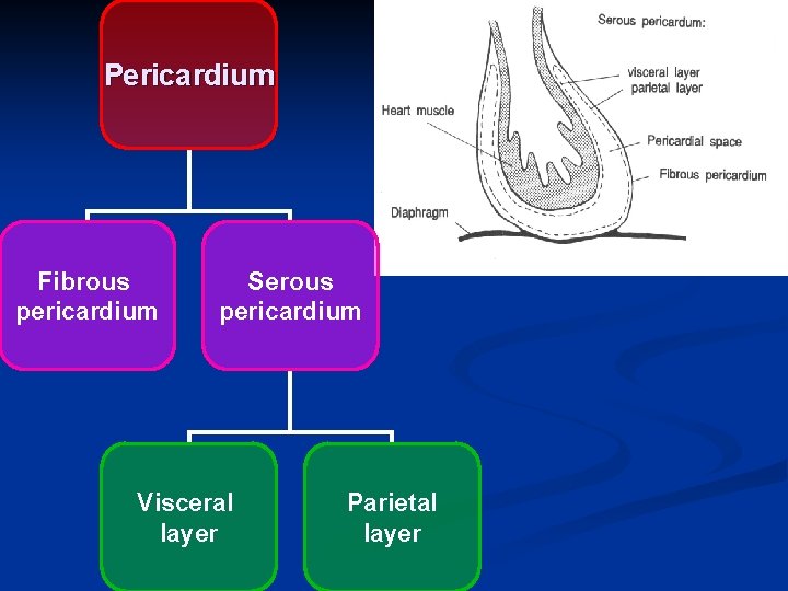 Pericardium Fibrous pericardium Serous pericardium Visceral layer Parietal layer 