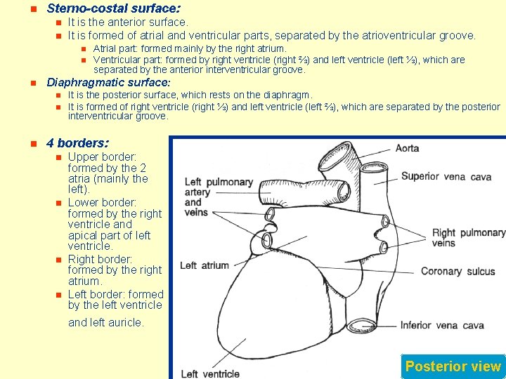 n Sterno-costal surface: n n It is the anterior surface. It is formed of