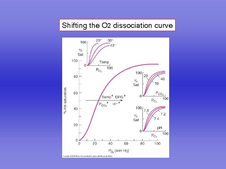 Shifting the O 2 dissociation curve 