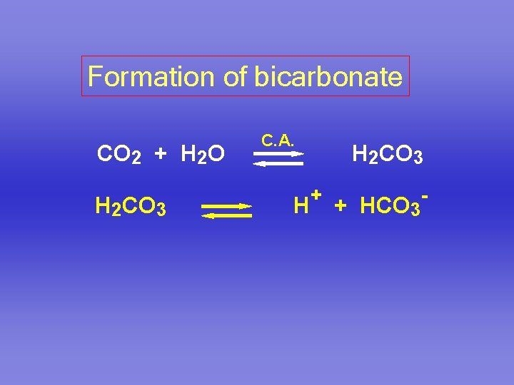 Formation of bicarbonate CO 2 + H 2 O H 2 CO 3 C.