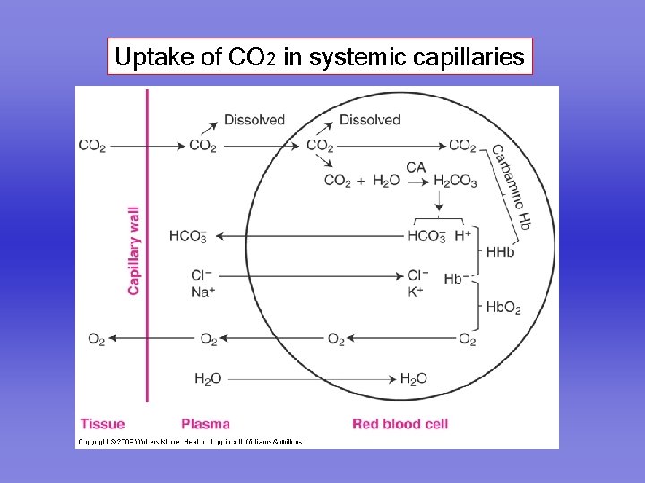 Uptake of CO 2 in systemic capillaries 