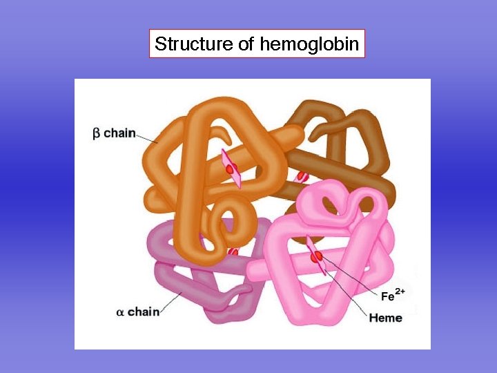 Structure of hemoglobin 