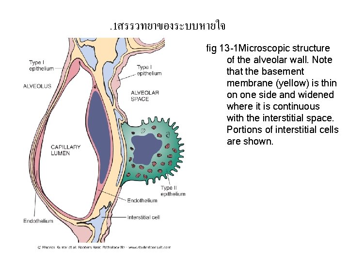 . 1สรรวทยาของระบบหายใจ fig 13 -1 Microscopic structure of the alveolar wall. Note that the