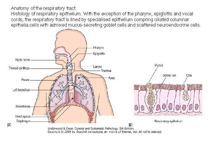 Anatomy of the respiratory tract. Histology of respiratory epithelium. With the exception of the