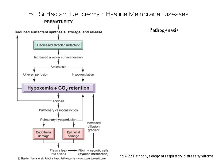5. Surfactant Deficiency : Hyaline Membrane Diseases Pathogenesis fig 7 -22 Pathophysiology of respiratory