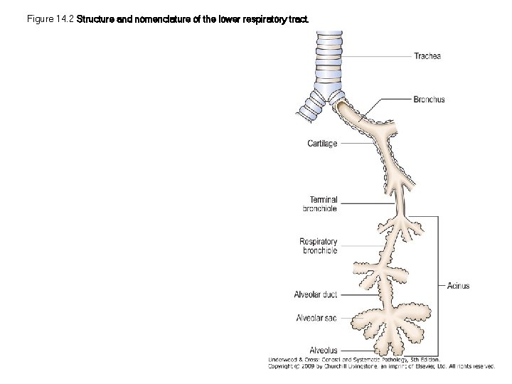 Figure 14. 2 Structure and nomenclature of the lower respiratory tract. 