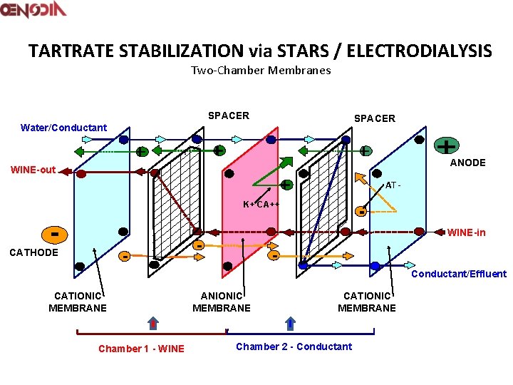 TARTRATE STABILIZATION via STARS / ELECTRODIALYSIS Two-Chamber Membranes SPACER Water/Conductant s ANODE WINE-out AT