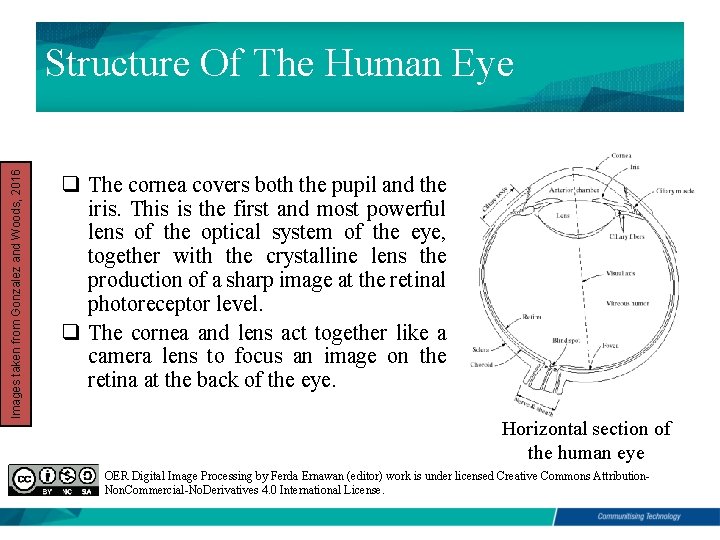 Images taken from Gonzalez and Woods, 2016 Structure Of The Human Eye q The