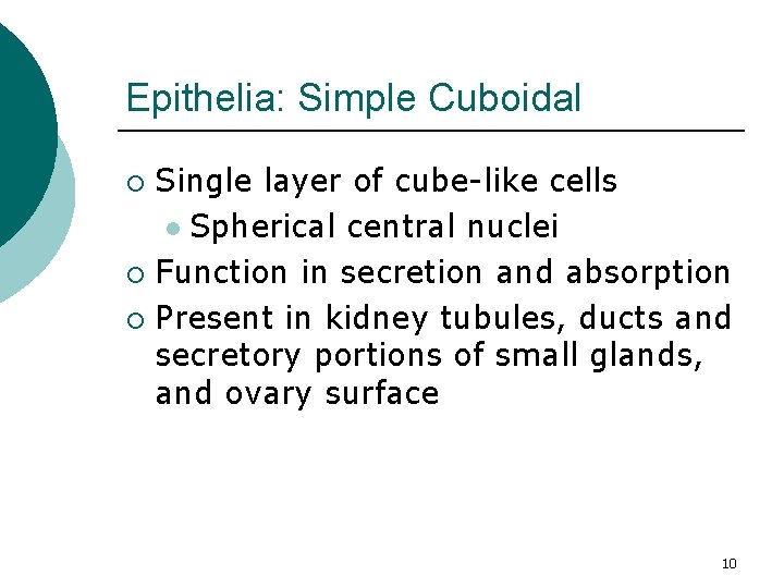 Epithelia: Simple Cuboidal Single layer of cube-like cells l Spherical central nuclei ¡ Function