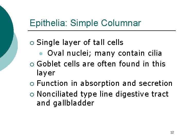 Epithelia: Simple Columnar Single layer of tall cells l Oval nuclei; many contain cilia