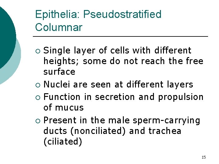 Epithelia: Pseudostratified Columnar Single layer of cells with different heights; some do not reach