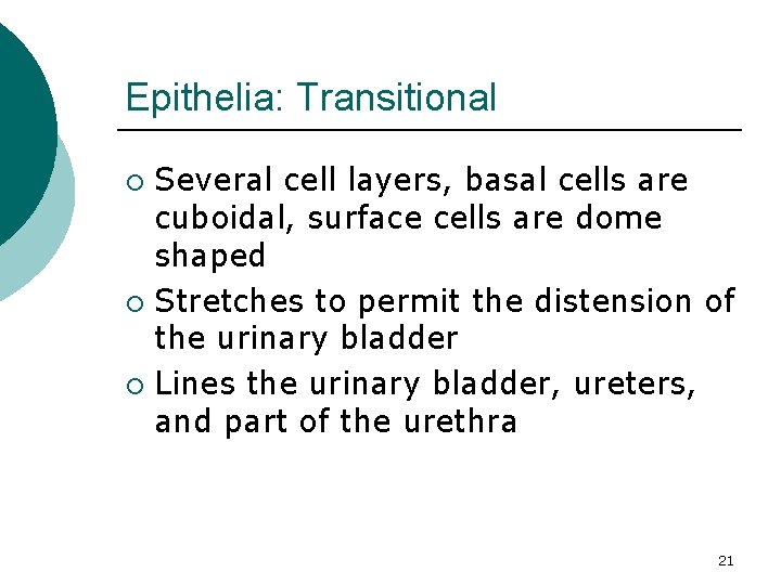 Epithelia: Transitional Several cell layers, basal cells are cuboidal, surface cells are dome shaped