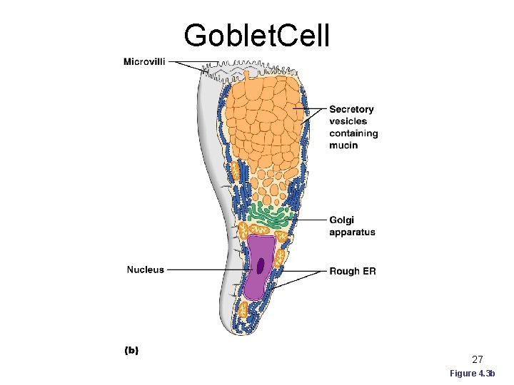 Goblet. Cell 27 Figure 4. 3 b 