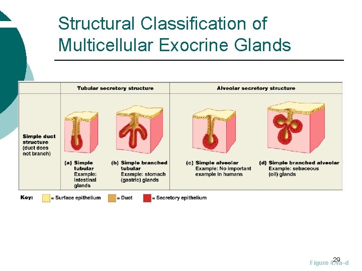 Structural Classification of Multicellular Exocrine Glands 29 Figure 4. 4 a–d 
