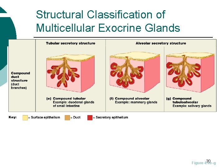 Structural Classification of Multicellular Exocrine Glands 30 Figure 4. 4 e–g 