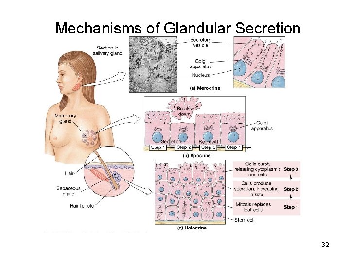 Mechanisms of Glandular Secretion 32 
