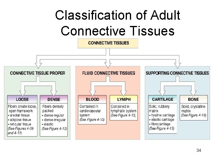 Classification of Adult Connective Tissues 34 