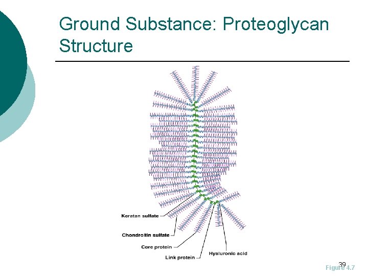 Ground Substance: Proteoglycan Structure 39 4. 7 Figure 