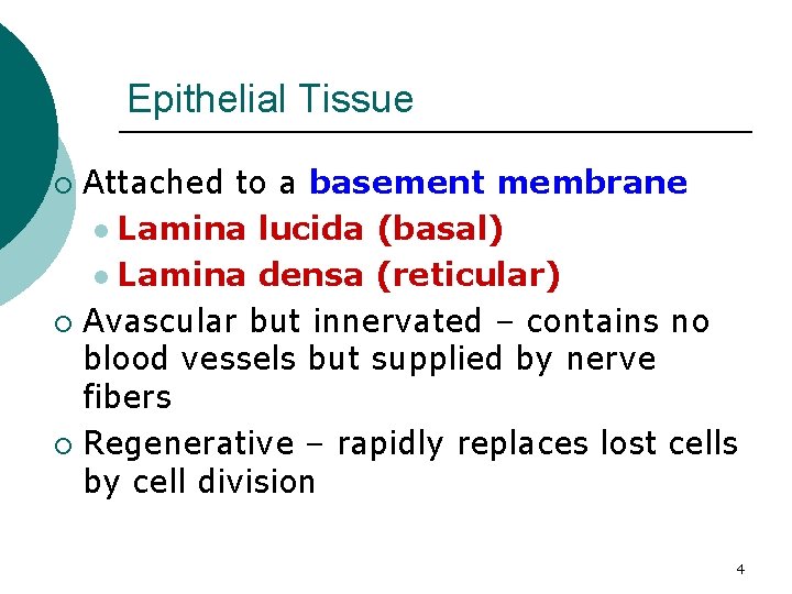 Epithelial Tissue Attached to a basement membrane l Lamina lucida (basal) l Lamina densa