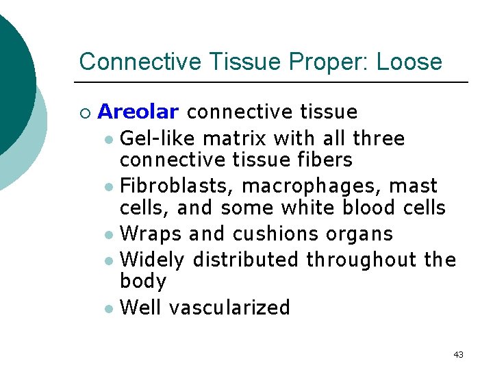 Connective Tissue Proper: Loose ¡ Areolar connective tissue l Gel-like matrix with all three