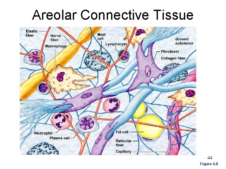 Areolar Connective Tissue 44 Figure 4. 8 