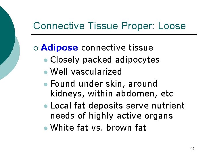 Connective Tissue Proper: Loose ¡ Adipose connective tissue l Closely packed adipocytes l Well
