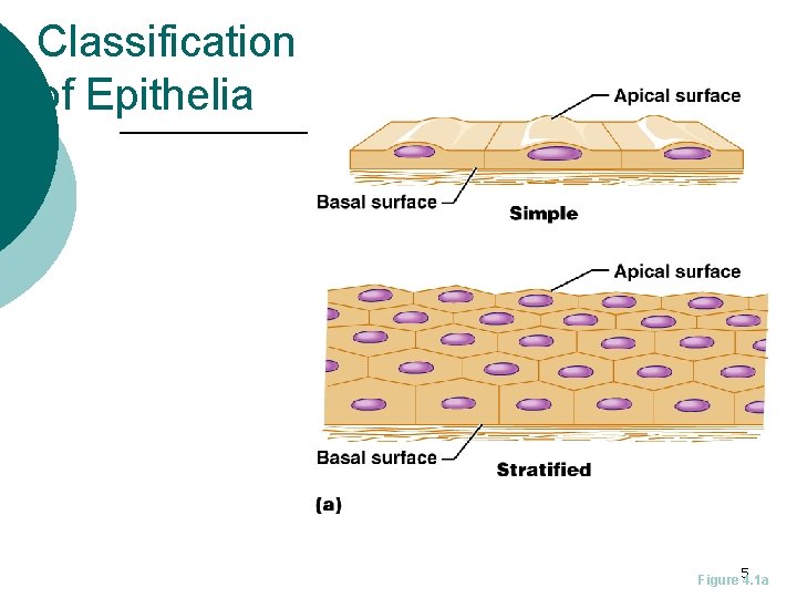 Classification of Epithelia Figure 54. 1 a 