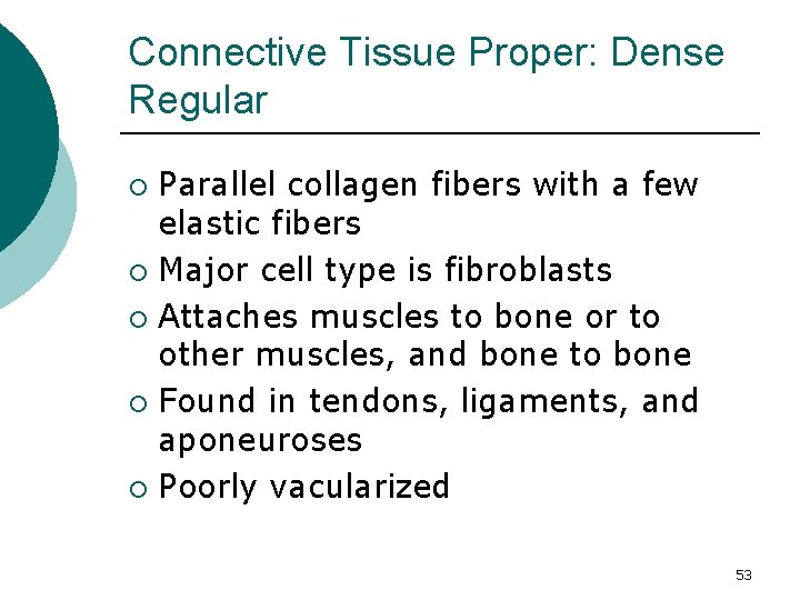 Connective Tissue Proper: Dense Regular Parallel collagen fibers with a few elastic fibers ¡