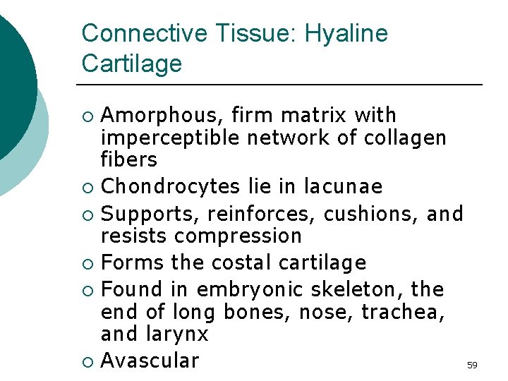 Connective Tissue: Hyaline Cartilage Amorphous, firm matrix with imperceptible network of collagen fibers ¡
