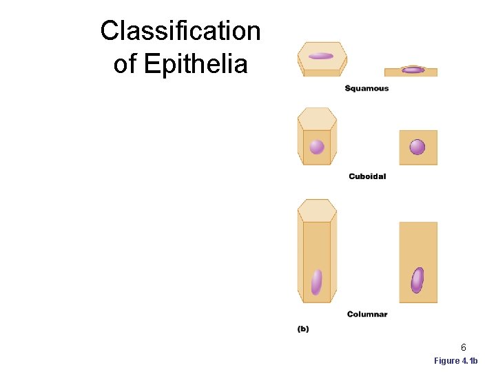 Classification of Epithelia 6 Figure 4. 1 b 