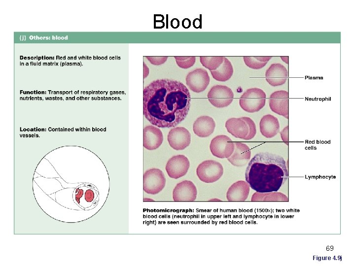 Blood 69 Figure 4. 9 j 