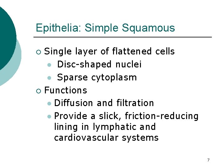 Epithelia: Simple Squamous Single layer of flattened cells l Disc-shaped nuclei l Sparse cytoplasm