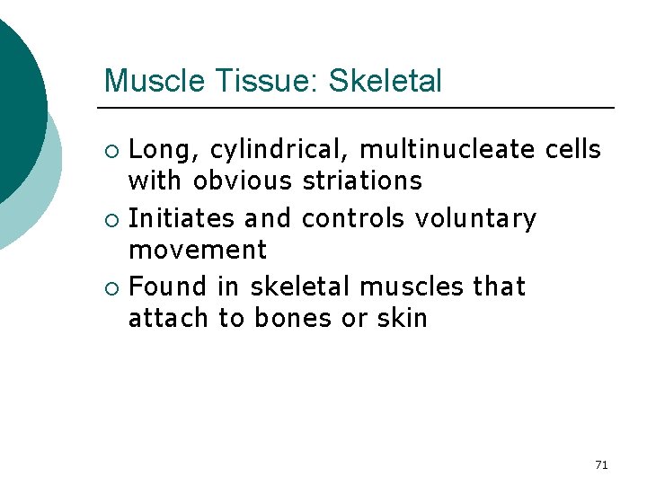 Muscle Tissue: Skeletal Long, cylindrical, multinucleate cells with obvious striations ¡ Initiates and controls