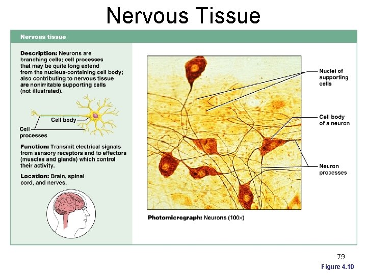 Nervous Tissue 79 Figure 4. 10 