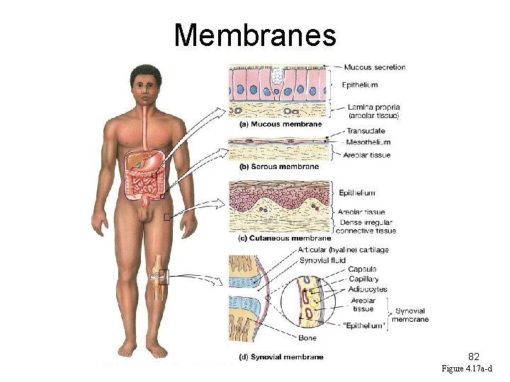 Membranes 82 Figure 4. 17 a-d 