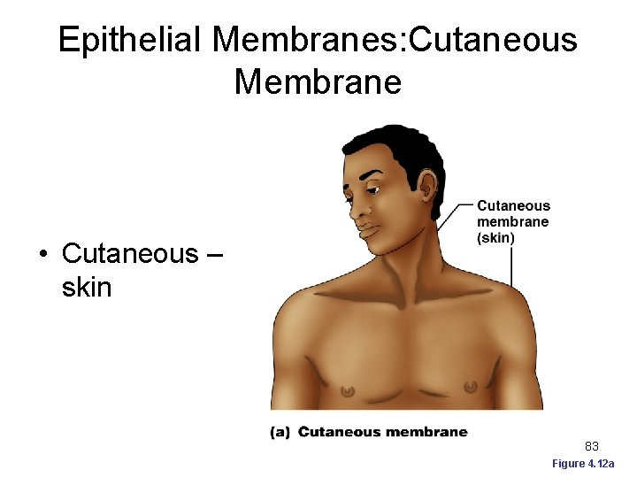 Epithelial Membranes: Cutaneous Membrane • Cutaneous – skin 83 Figure 4. 12 a 