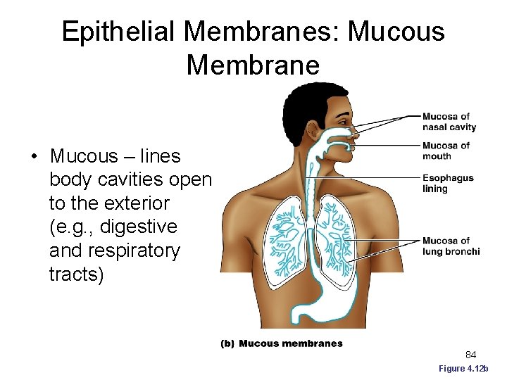 Epithelial Membranes: Mucous Membrane • Mucous – lines body cavities open to the exterior