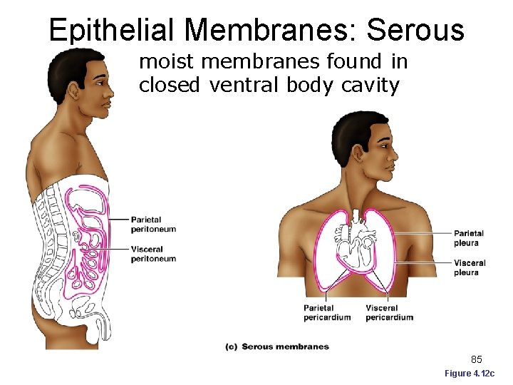 Epithelial Membranes: Serous moist membranes found in Membranes closed ventral body cavity 85 Figure