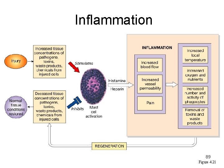 Inflammation 89 Figure 4. 21 