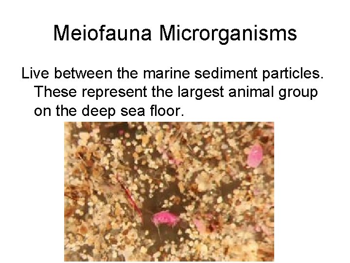 Meiofauna Microrganisms Live between the marine sediment particles. These represent the largest animal group