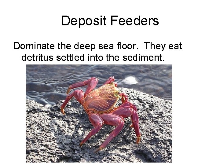 Deposit Feeders Dominate the deep sea floor. They eat detritus settled into the sediment.