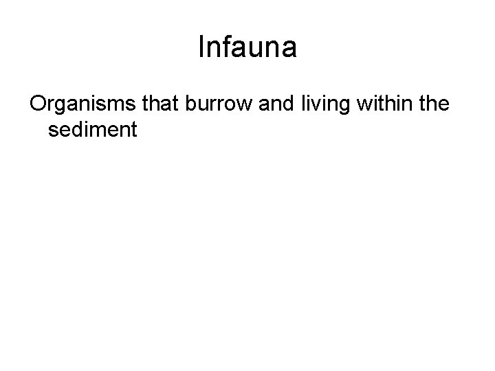 Infauna Organisms that burrow and living within the sediment 