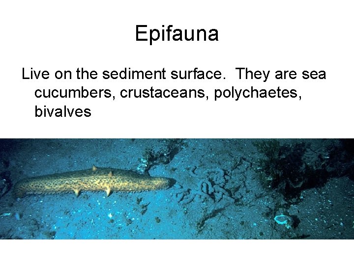 Epifauna Live on the sediment surface. They are sea cucumbers, crustaceans, polychaetes, bivalves 