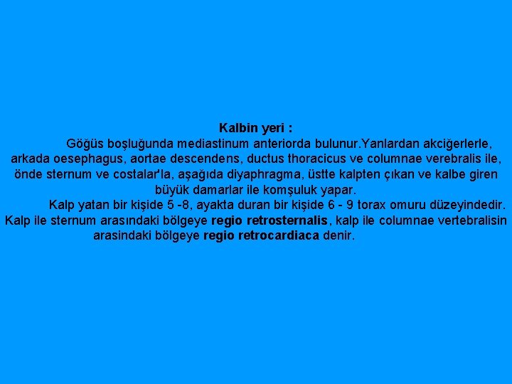 Kalbin yeri : Göğüs boşluğunda mediastinum anteriorda bulunur. Yanlardan akciğerlerle, arkada oesephagus, aortae descendens,