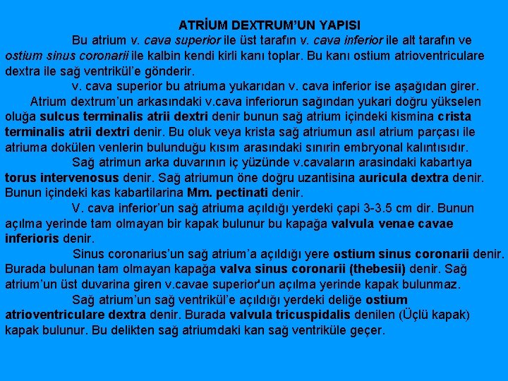  ATRİUM DEXTRUM’UN YAPISI Bu atrium v. cava superior ile üst tarafın v. cava