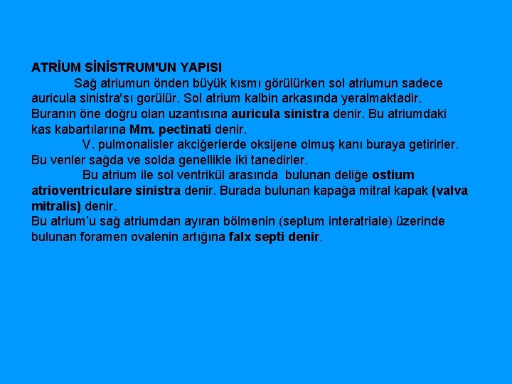 ATRİUM SİNİSTRUM'UN YAPISI Sağ atriumun önden büyük kısmı görülürken sol atriumun sadece auricula sinistra'sı