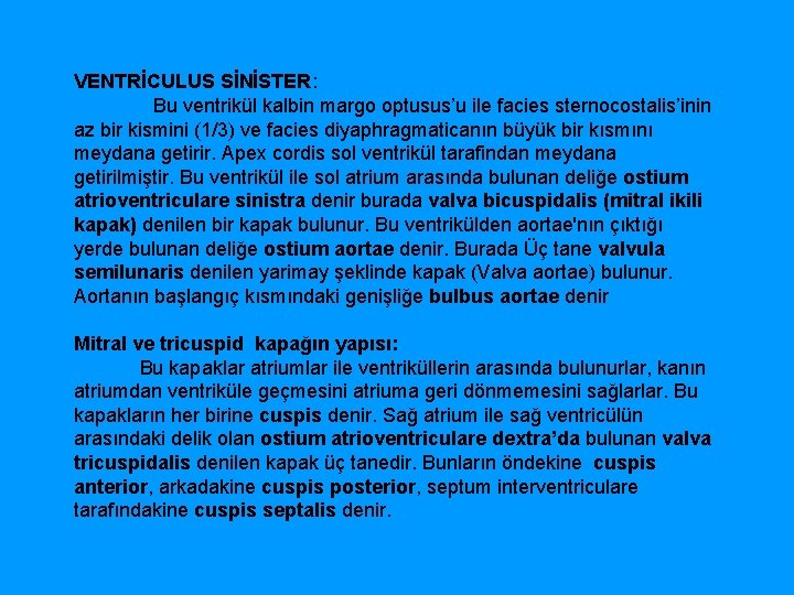 VENTRİCULUS SİNİSTER: Bu ventrikül kalbin margo optusus’u ile facies sternocostalis’inin az bir kismini (1/3)