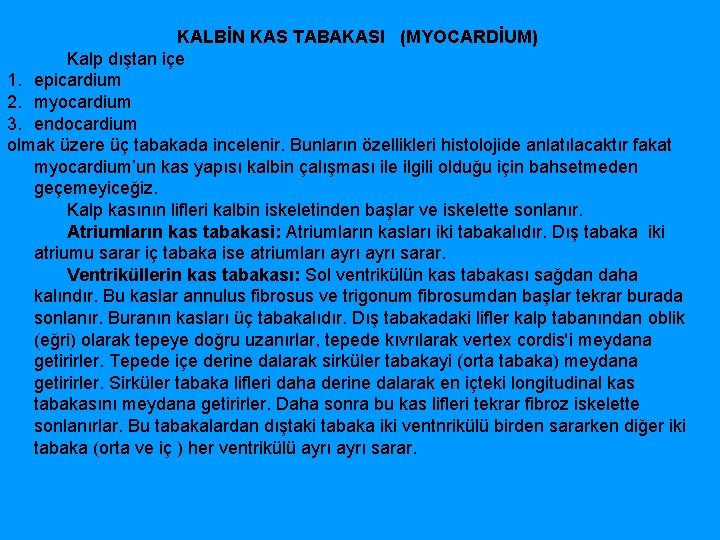  KALBİN KAS TABAKASI (MYOCARDİUM) Kalp dıştan içe 1. epicardium 2. myocardium 3. endocardium