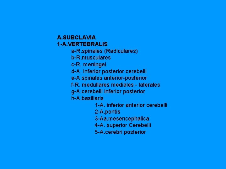 A. SUBCLAVIA 1 -A. VERTEBRALIS a R. spinales (Radiculares) b R. musculares c R.